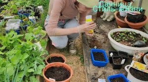 Сею мангольд, фенхель и базилик...