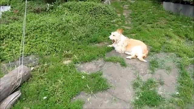 Дачные сюжеты. Моя дача в апреле-мае 2016 года.