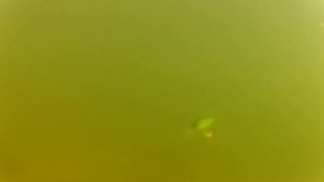 Обзор и тест воблера MEGABITE HYDRO JACKSOF. Твичинг на реке смотреть онлайн