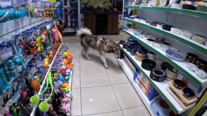 ПОКУПАЮ ВСЁ до чего Дотронется Моя Собака во Время ВЗРЫВОВ!
