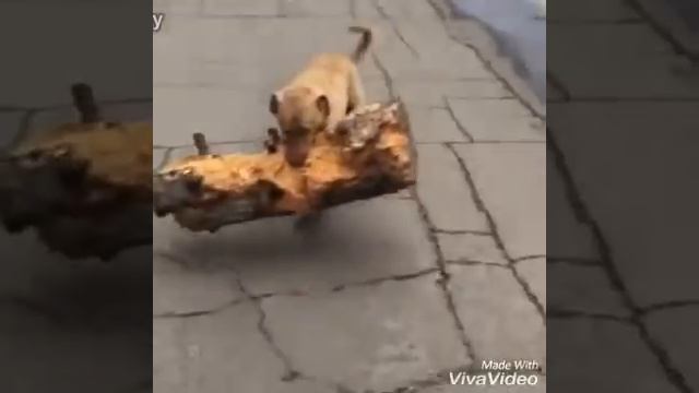 СОБАКА НЕСЕТ БРЕВНО смотреть онлайн