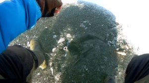 Зимняя блесна Ромб. Окунь оценил на вкус её!!! Отличная блесна!