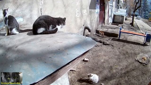 КОШКИ Хозяева российских дворов смотреть онлайн