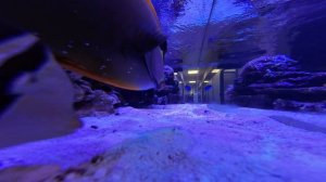Видео из аквариума