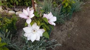 Клематис Омоширо . Clematis  Omoschiro . Японские сорта клематисов .