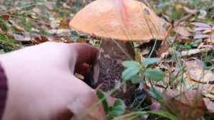 Прогулка за грибами, сентябрь 2022 // Красота севера Мурманской области (часть 2)