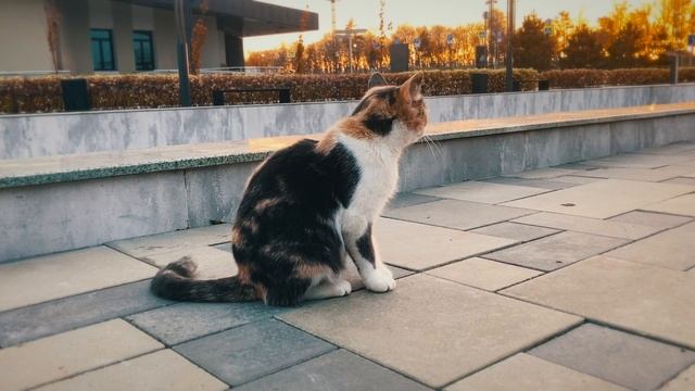 ? Красивая кошечка дала погладить себя и задрала лапку от удовольствия [КОТИКИ #1]