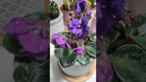 Hyacinthus orientalis, African Violet (mini saintpaulia / Usambaraveilchen) and Alocasia Curly