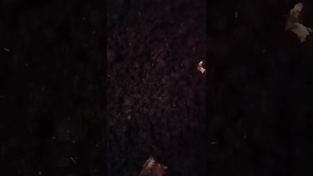Разведение червя Дендробена/#1