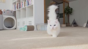 Cats vs Nail Clipper | Kittisaurus