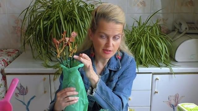 Как выбирать и хранить саженцы роз. Супер способ хранения саженцев роз до посадки.