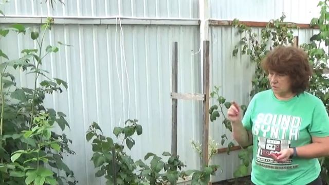 Все о малине. Уход. Как боремся с вредителями. Собираем урожай. смотреть онлайн