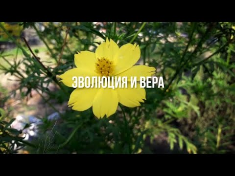 Эволюция И Вера