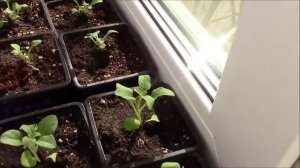 Петуния На Подоконнике Без Подсветки (30 марта)