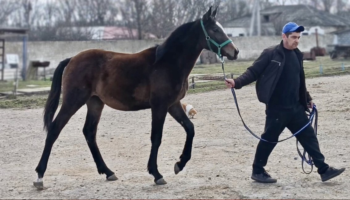 Продажа Англо-Арабская кобылка Айбиби 2022г (Кэтмэн-Амрита) ЦЕНА тел +79883400208 Telegram WhatsApp