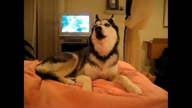 ГОВОРЯЩИЕ ЖИВОТНЫЕ