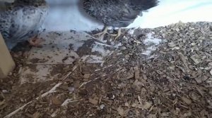 Насест для кур своими руками