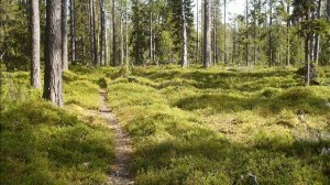 Summerphotographs from Suomussalmi, Kuusamo, Taivalkoski, Finland.