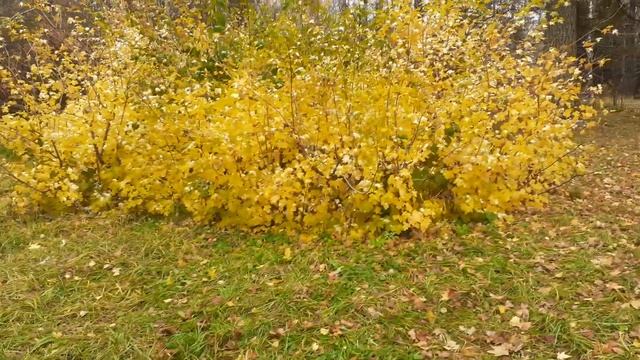 Клен полевой. Небольшой обзор. Осень. смотреть онлайн