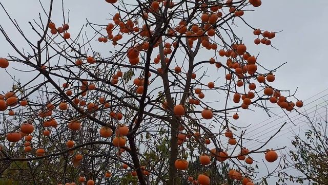 Хурма РОССИЯНКА смотреть онлайн