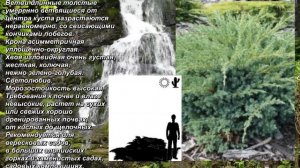 'Blue Swede' - "Синий Швед".  Juniperus squamata. Можжевельник чешуйчатый. Scaly juniper.