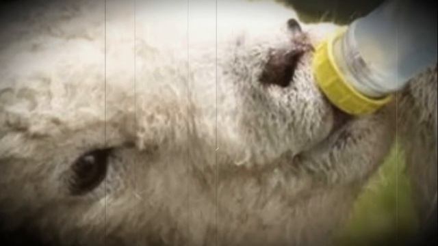 Правила выращивание ягнят смотреть онлайн