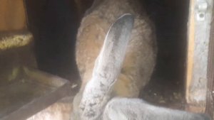 Инфекционный мастит у крольчих ( о болезни, лечение) 🐰