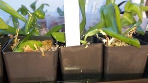 Indoor Winter Growing Deflasked Orchids