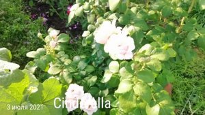 РОЗА СИНДЕРЕЛЛА (Cinderella).