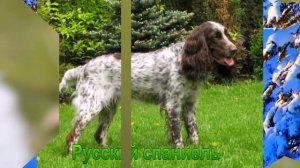 Средние породы собак 2 часть