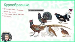 Тема №4: Отряды птиц