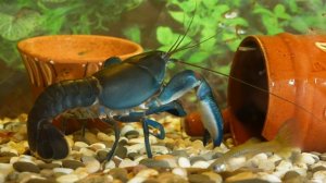 Рак ябби, креветки и гуппи