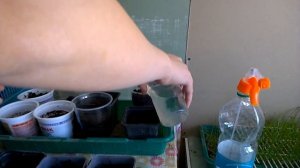 Рассада помидор// Старый проверенный способ// Дела огородные