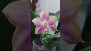 Фаленопсис " Mituo Reflex Dragon Blue" # 2