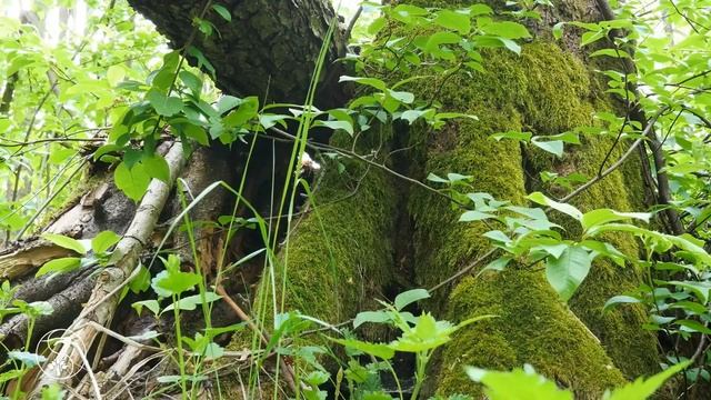 Реклама для зумерков смотреть онлайн