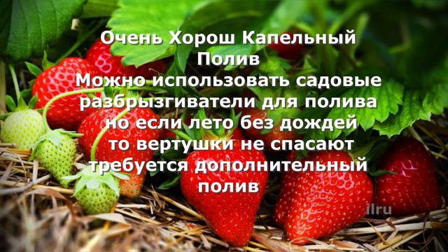Выращевание Клубники Супер Урожай смотреть онлайн