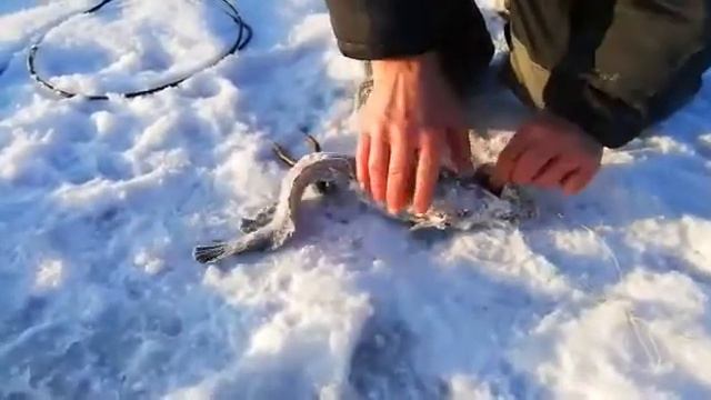 Проверка жерлиц после 3 дней.Рыбалка зимняя на щуку и налима 2021#рыбалказимняя# смотреть онлайн