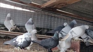 Сельские голуби.2 02 2022г, в гостях у Александра, Отрадо - Кубанское  голуби Майкопские, сизые .