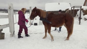 Ужасы. Реальные случаи при заездке разных лошадей в упряжь.