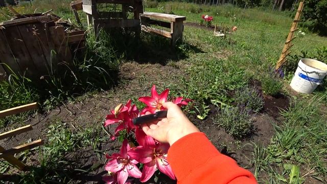 Обрезаем цветы у лилии и розы. Помогаем растениям. смотреть онлайн