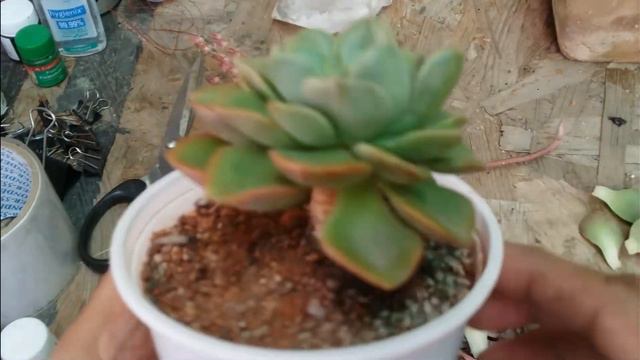|| HOW TO REPOT A ROOT BOUND SUCCULENT AND TAKE OF THE DRIED BLOOM STALK ? || смотреть онлайн