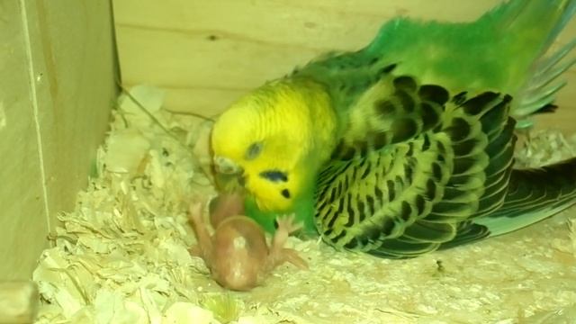 Самка кормит птенца (Волнистые попугаи) смотреть онлайн