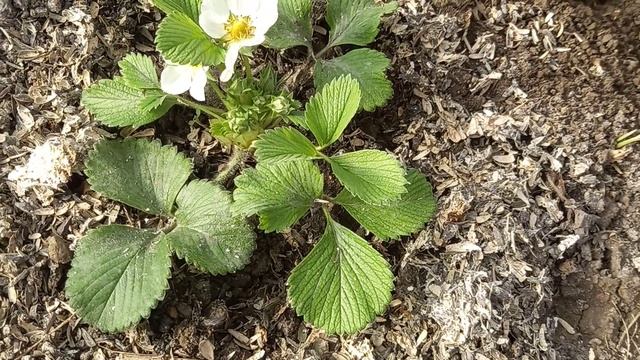 Новый весенний день. Всем мира и добра! смотреть онлайн