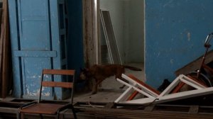 Служебно-розыскные собаки