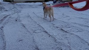 Хаски Скай бегает кругами