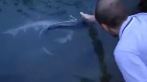 Белуга в пруду