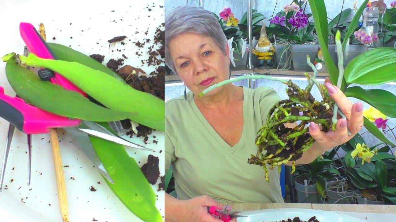 Орхидея с ВИРУСОМ НА ЛИСТЬЯХ! СЕКРЕТ ПЕРЕСАДКИ этой орхидеи... Орхидея "Сверкающий поцелуй"