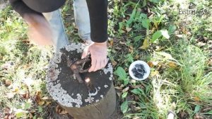 Порча на нестоячку на корешке