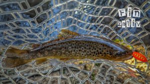 Ловля дикой форели  на лесных реках