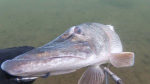 Трофейная охота сезона  2023